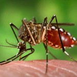 Muggen die vaccinatie toedienen hebben de toekomst