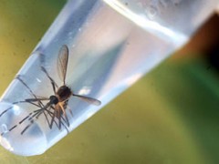 WHO roept wereldwijde noodtoestand uit om zikavirus