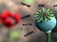 Heeft het Nederlandse en Britse opium(heroïne)monopolie zich verlegd richting de NAVO?