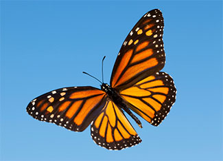 monarchvlinder2